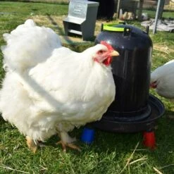 POULAILLER DIRECT Abreuvoir Volailles À Pieds En Plastique Recyclé Eco 10l -Poulailler et élevage de la basse-cour Soldes 2022 19267400 4