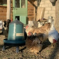 POULAILLER DIRECT Mangeoire Volailles À Pieds En Plastique Recyclé Eco 8kg -Poulailler et élevage de la basse-cour Soldes 2022 19267402 3