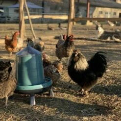 POULAILLER DIRECT Mangeoire Volailles À Pieds En Plastique Recyclé Eco 8kg -Poulailler et élevage de la basse-cour Soldes 2022 19267402 5