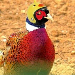 Triomphe Casque Pour Animaux De Compagnie Casque De Poulet Chapeau Pour Animaux De Compagnie Jouet Casque Casque De Poule De Poule Costumes Accessoires Pour Poulet 8 Pièces 9 Triomphe Casque Pour Animaux De Compagnie Casque De Poulet Chapeau Pour Animaux De Compagnie Jouet Casque Casque De Poule De Poule Costumes Accessoires Pour Poulet 8 Pièces -Poulailler et élevage de la basse-cour Soldes 2022 31775288 5