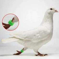 MACARON Couleurs Mélangées Bague Pour Pied D’oiseaux Bague Plastique Pour Pigeon Poussin Bantam Petit Volaille 100 Pcs LO-Ron -Poulailler et élevage de la basse-cour Soldes 2022 57779706 5