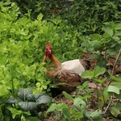 CARILLONSàVENT Tablier De Poulet À Sangle Unique/Gilet De Selle Protection De L'aile De Canard De Poule Vestes De Poulet Standard Tabliers De Poule Accessoires De Soins De Volaille 5pcs-Kaki Carivent -Poulailler et élevage de la basse-cour Soldes 2022 64140614 4