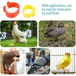 MONLY 300 Anneaux De Pied De Volaille, Petits Anneaux De Serrage De Volaille, Bandes De Volaille Pour Marquer Les Oiseaux, Perroquets, Pigeons, Cailles, Poussins (Jaune/bleu/blanc/violet/rouge/vert)，Fonepro -Poulailler et élevage de la basse-cour Soldes 2022 67668130 5