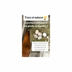 ZOLUX Oeuf Poule Factice A L Unite -Poulailler et élevage de la basse-cour Soldes 2022 7001280 3