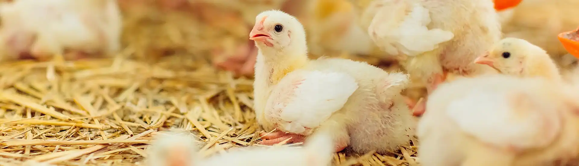 Poulailler et élevage de la basse-cour Soldes 2022 -Poulailler et élevage de la basse-cour Soldes 2022 Bandeau Couvoir Comtois 1