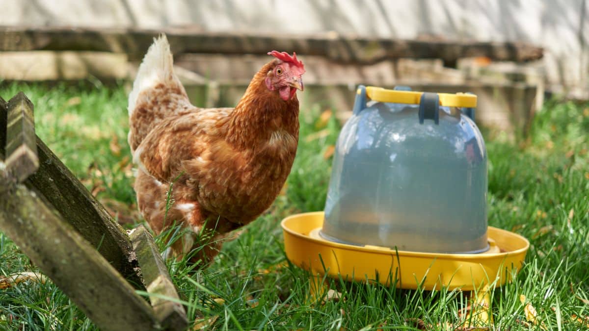 Poulailler et élevage de la basse-cour Soldes 2022 -Poulailler et élevage de la basse-cour Soldes 2022 meilleurs accessoires poulailler